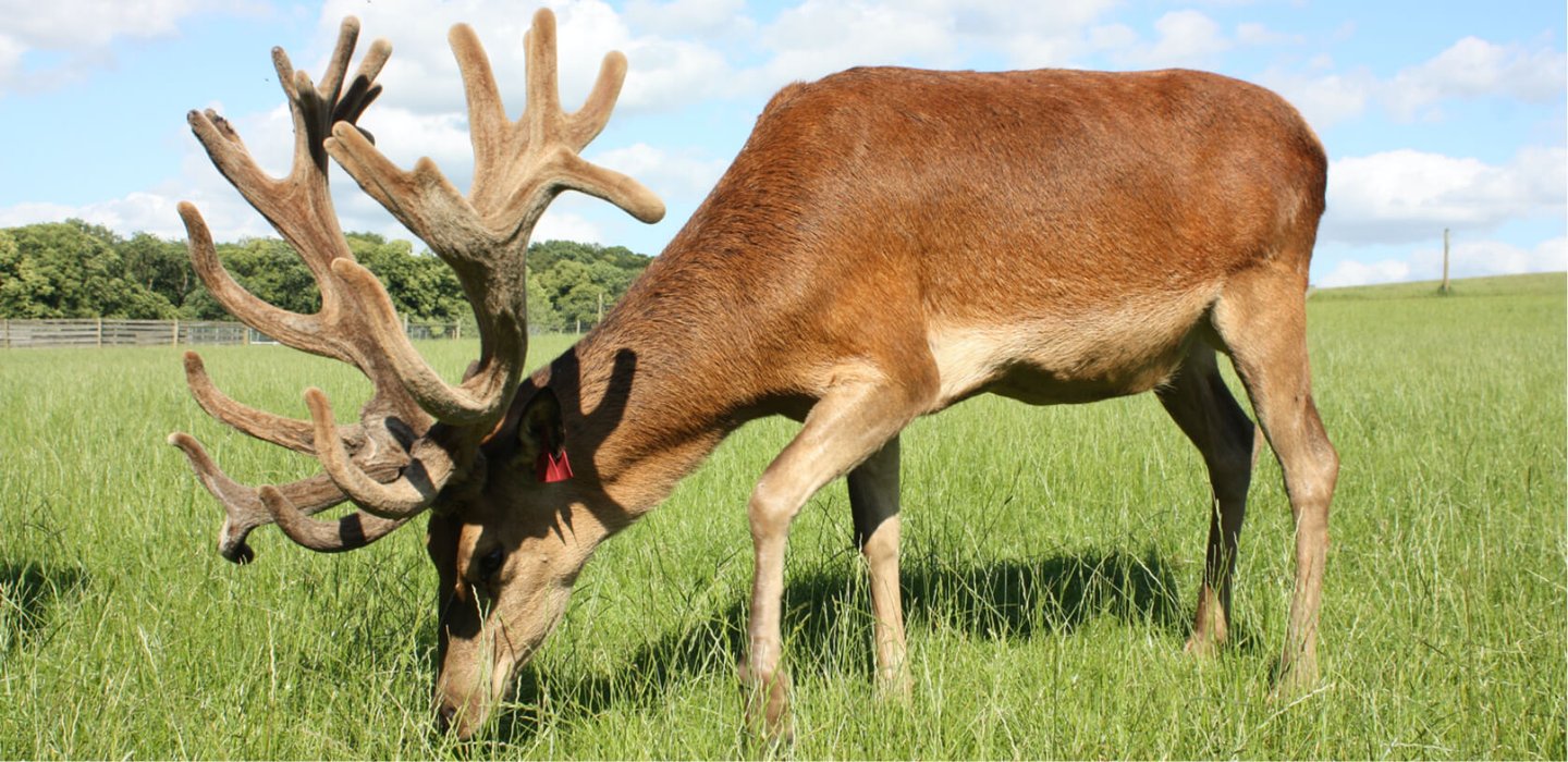 Image of deer landing get in touch signpost