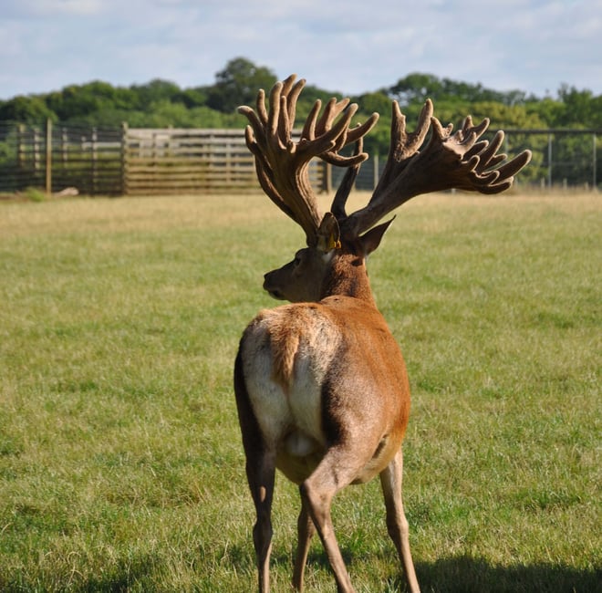 Image of alexander 2  copy