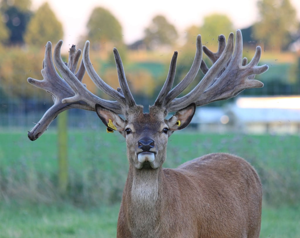 Image of ampthill 2016 age 3