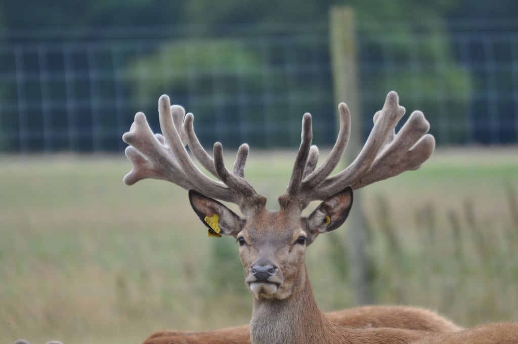 Image of ampthill age 2 2015