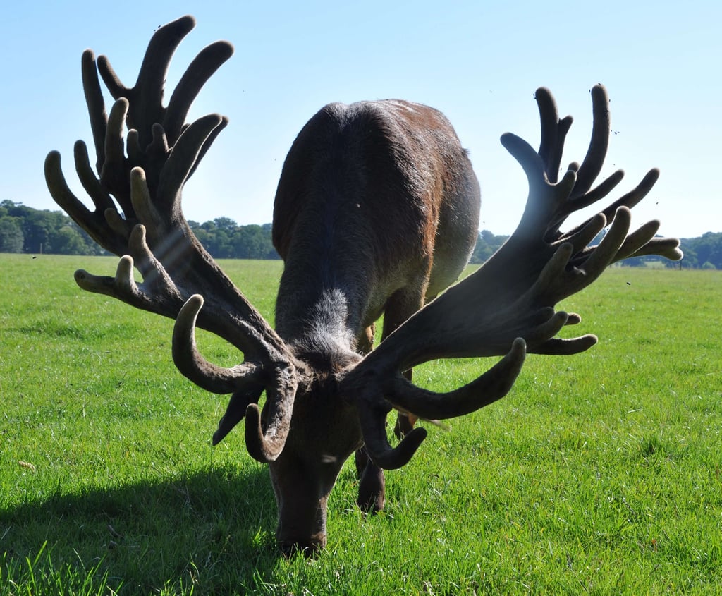 Image of battlesden 2012 age 5