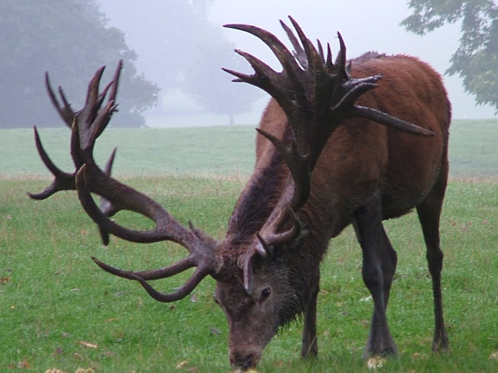 Image of big boy 2012 age 10