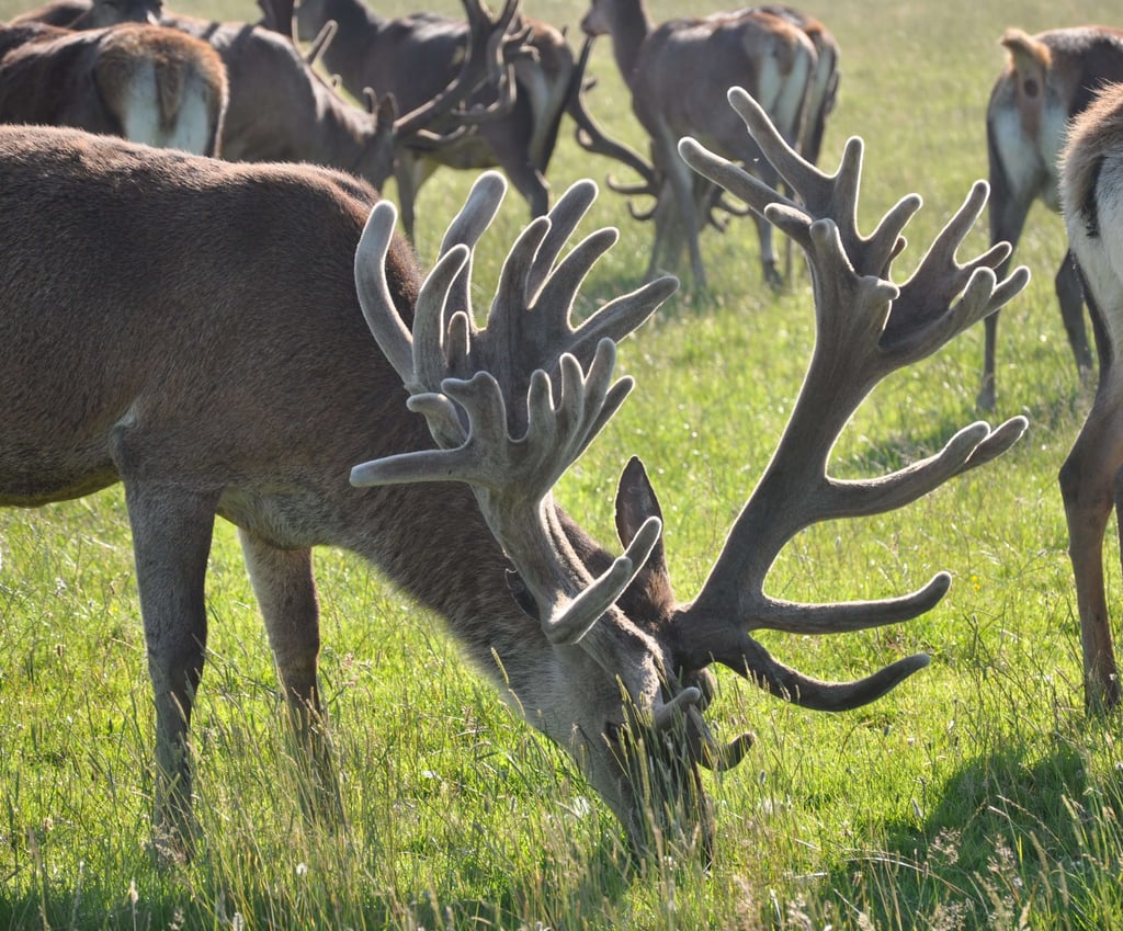 Image of churchill 2011 age 8