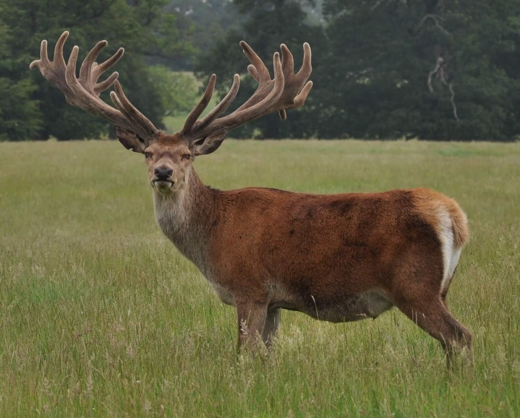 Image of henry t 2011 age 11