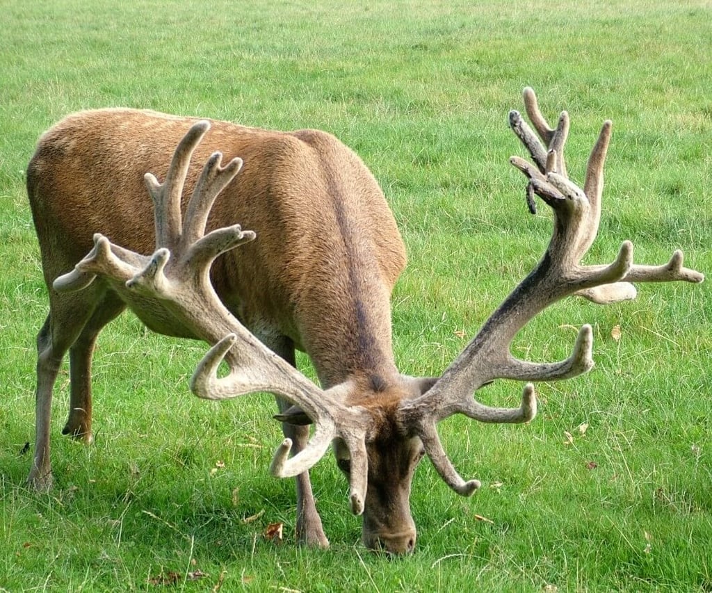 Image of robin 2008 age 6