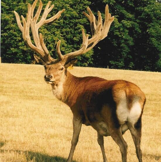 Image of russell 2004 age 13