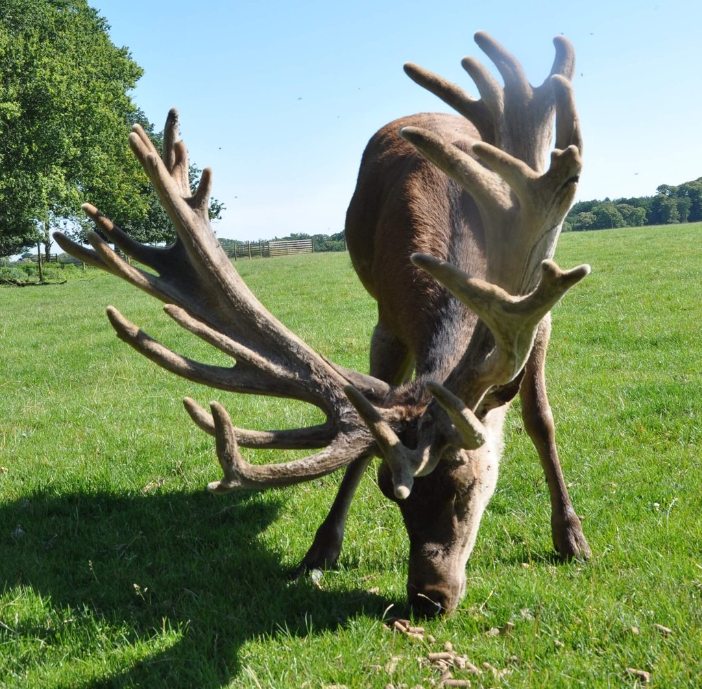 Image of sackville 2009 age 11