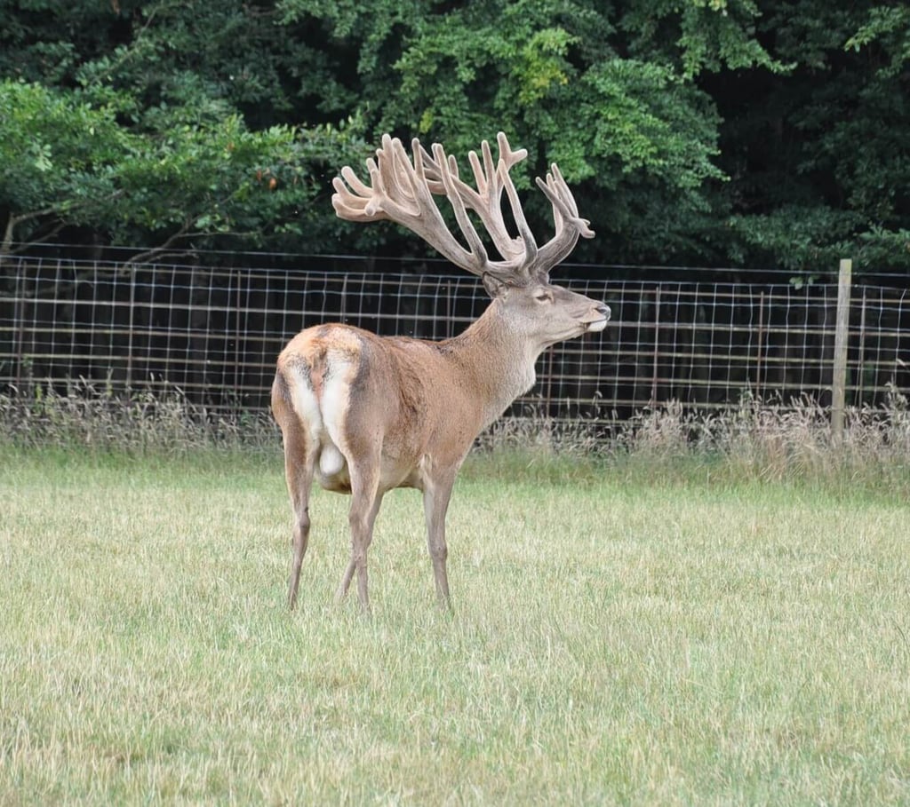 Image of farm stags 2017 254