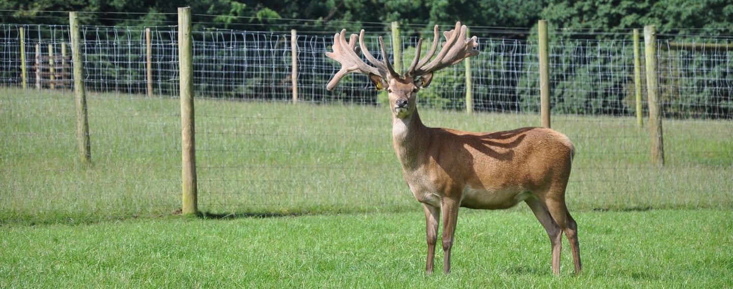 Image of ampthill age 3 cropped