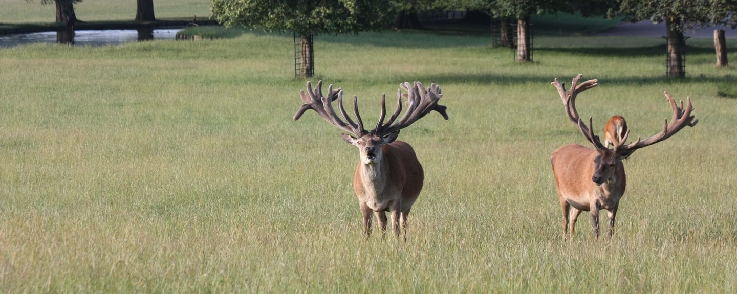 Image of old sires cropped