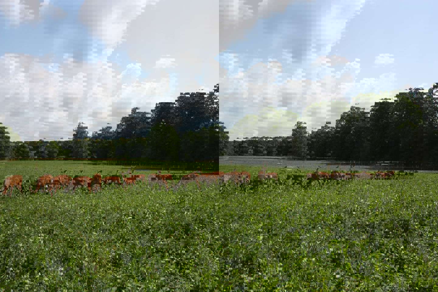 Image of calves on extension 2019 header banner