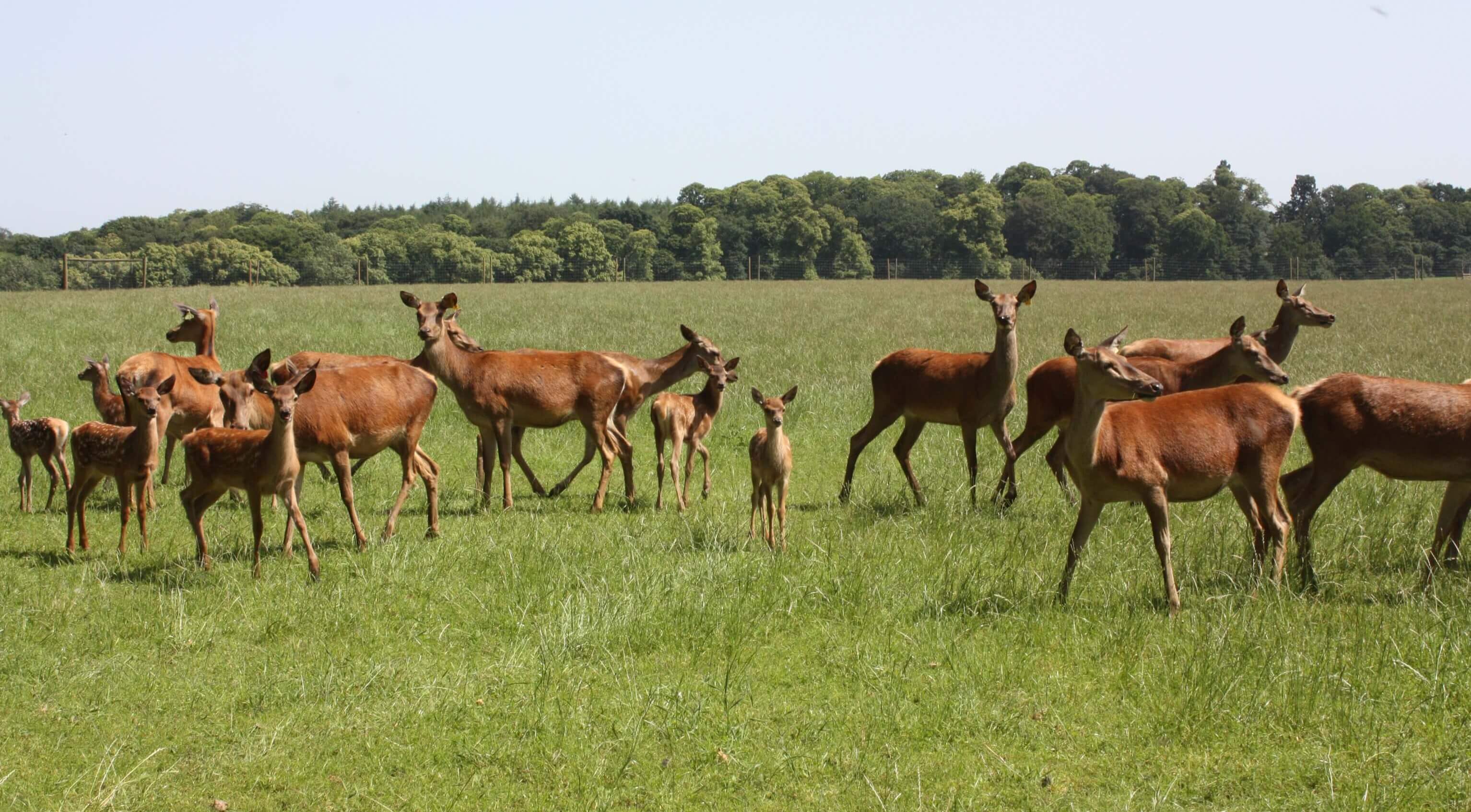 Image of woburn hinds and calves banner carousel cropped