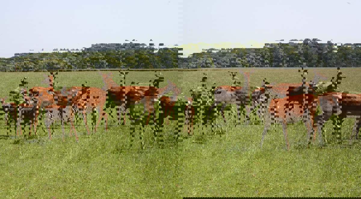Image of woburn hinds and calves banner carousel cropped