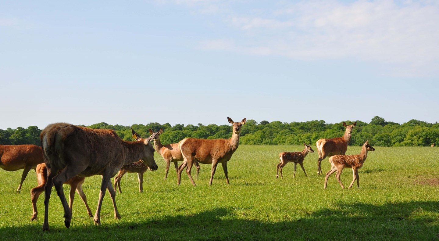 Image of woburn hinds and calves