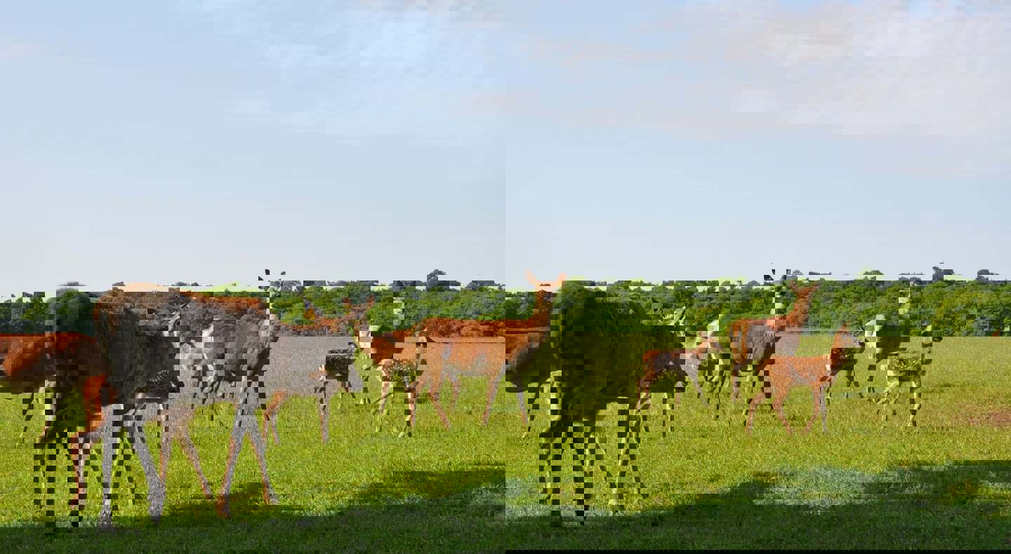 Image of woburn hinds and calves