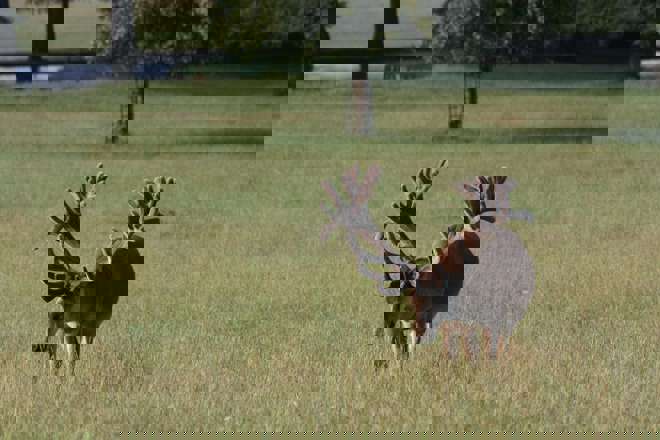 Image of 1321 in grass