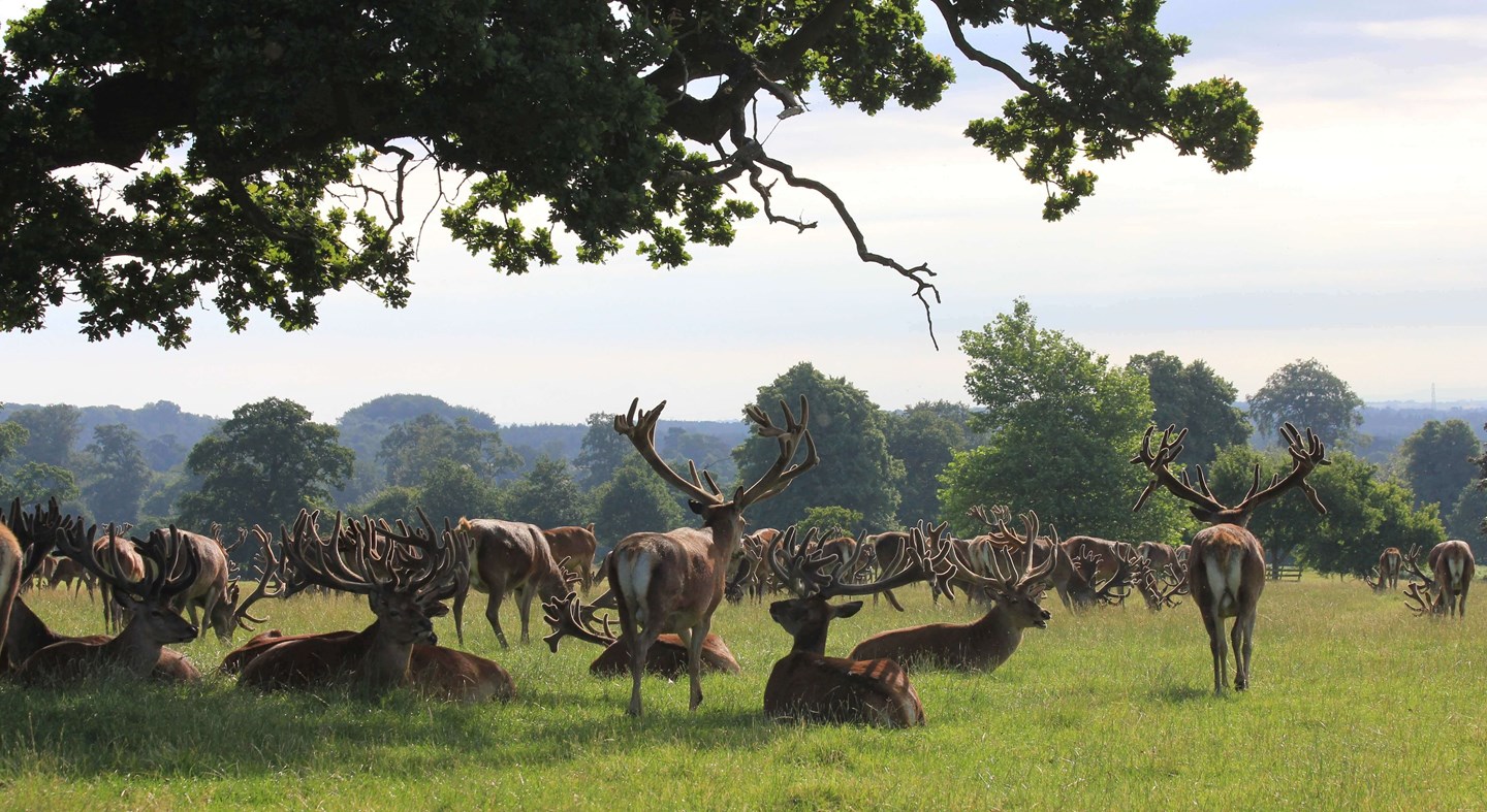 Image of park stags under tree cropped