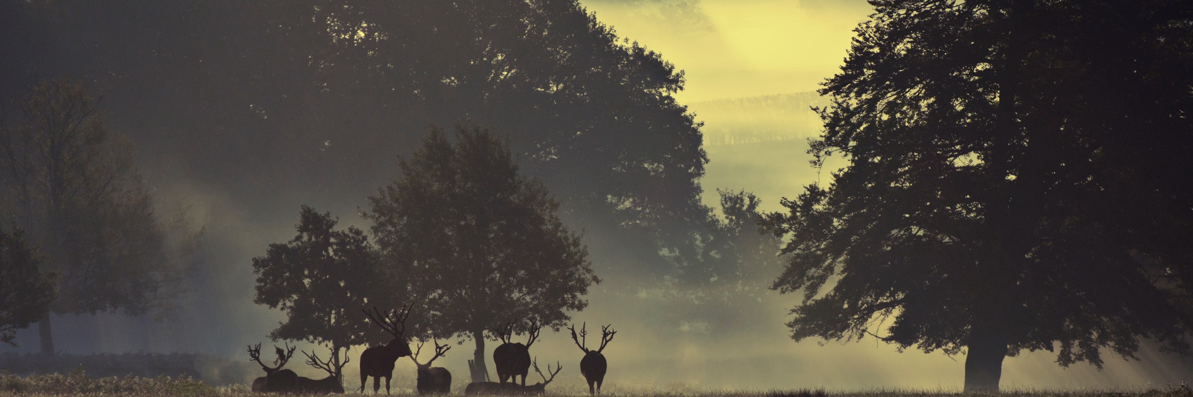 Image of pere david in the mist