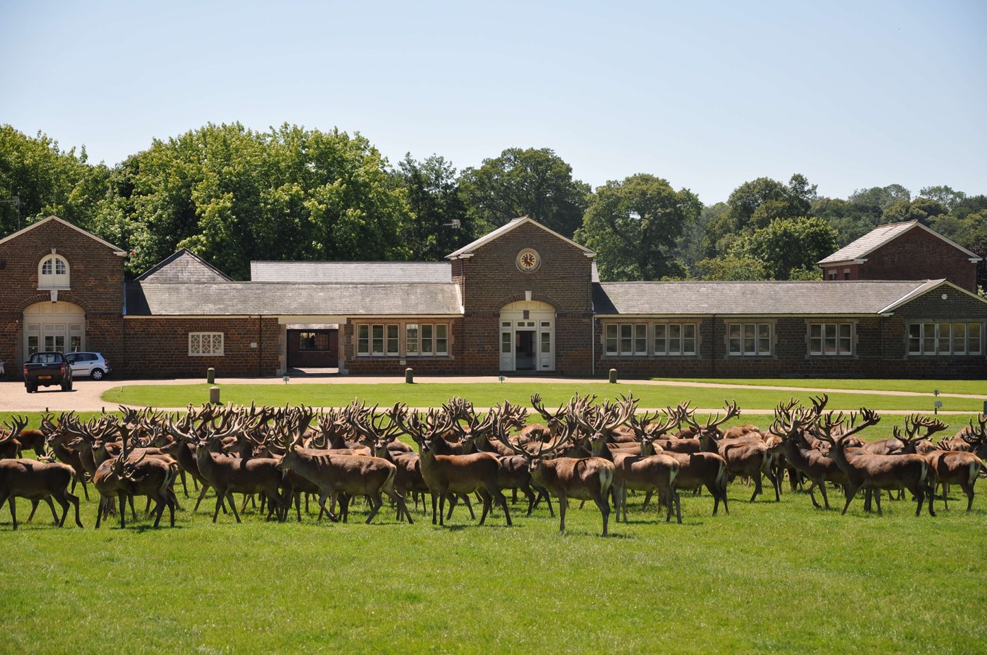 Image of stags in front of the office