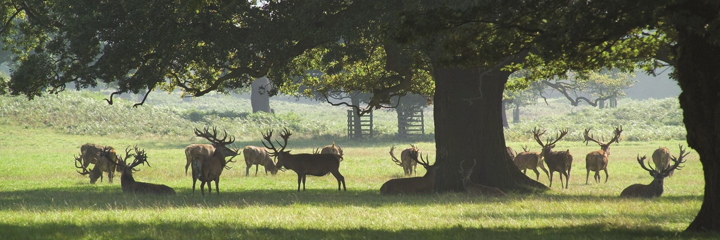 Image of stags under trees