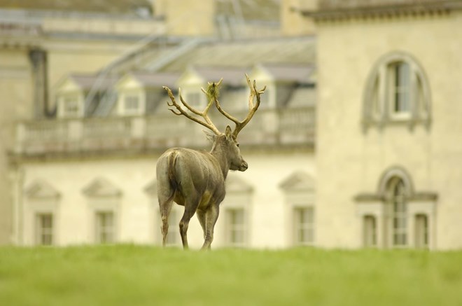 Image of woburn abbey deer autumn review 2008 (63)
