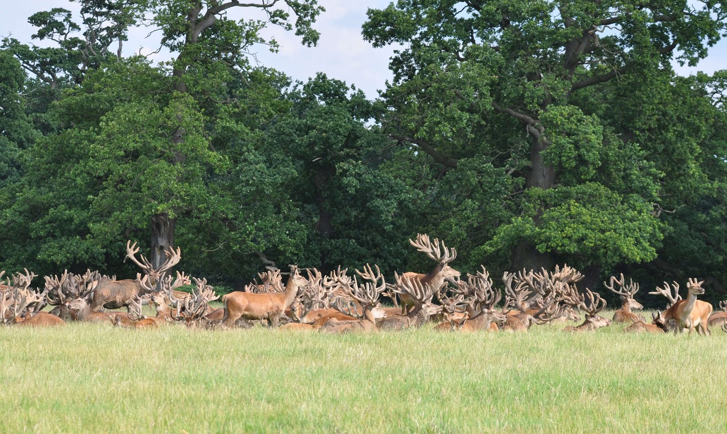 Image of farm stags cropped