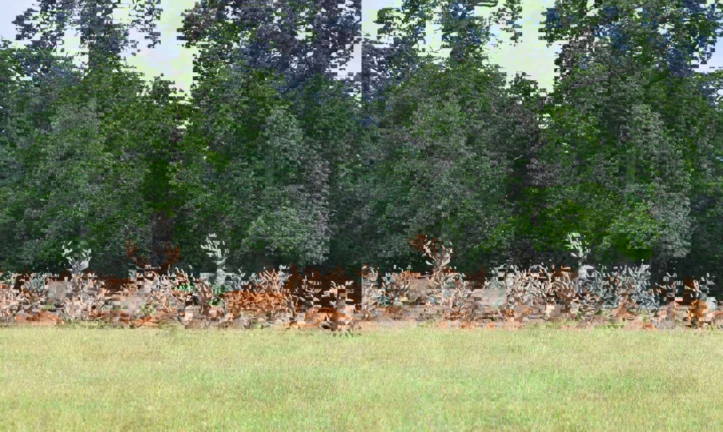Image of farm stags cropped