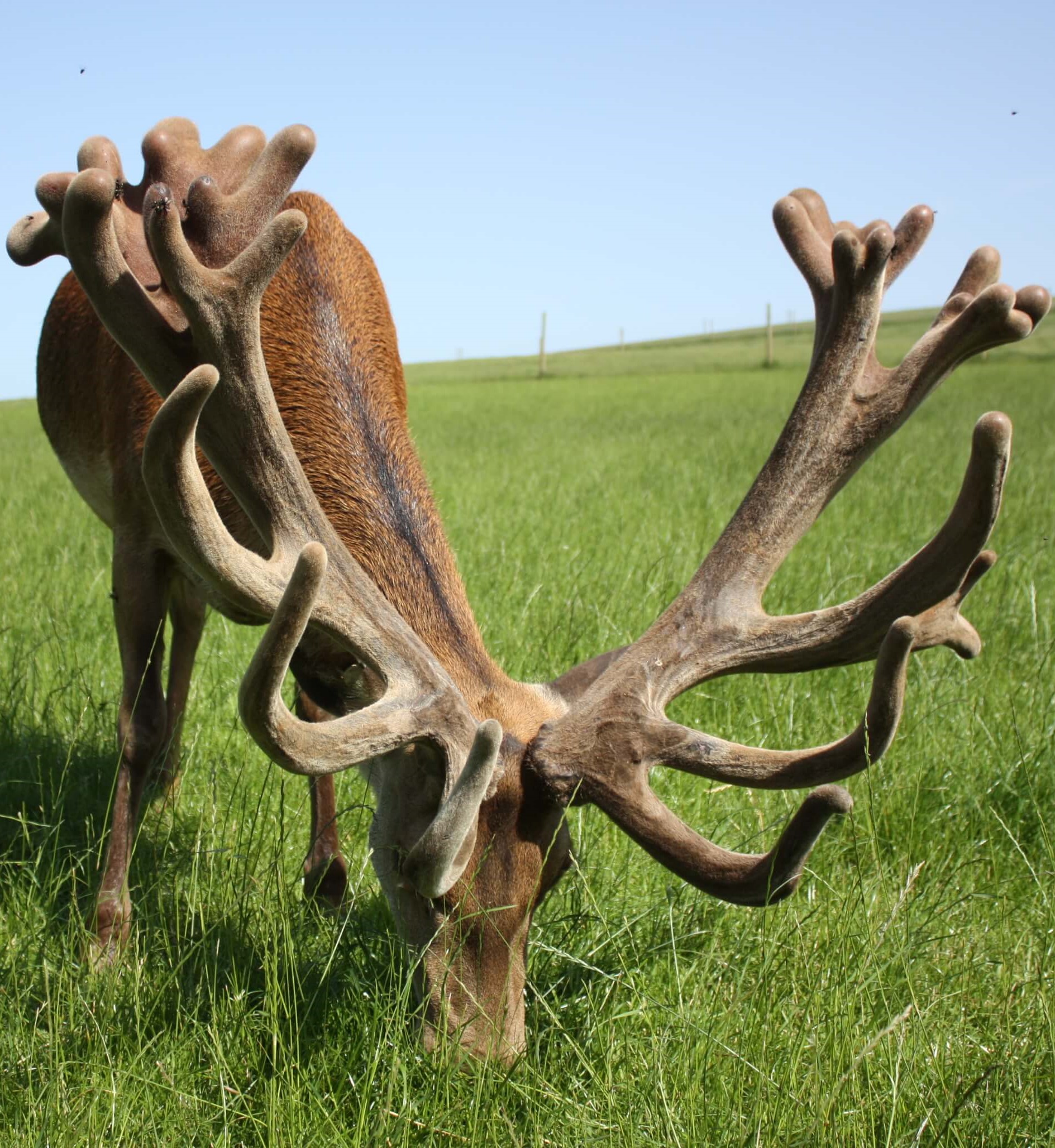 Woburn Abbey Deer Farm