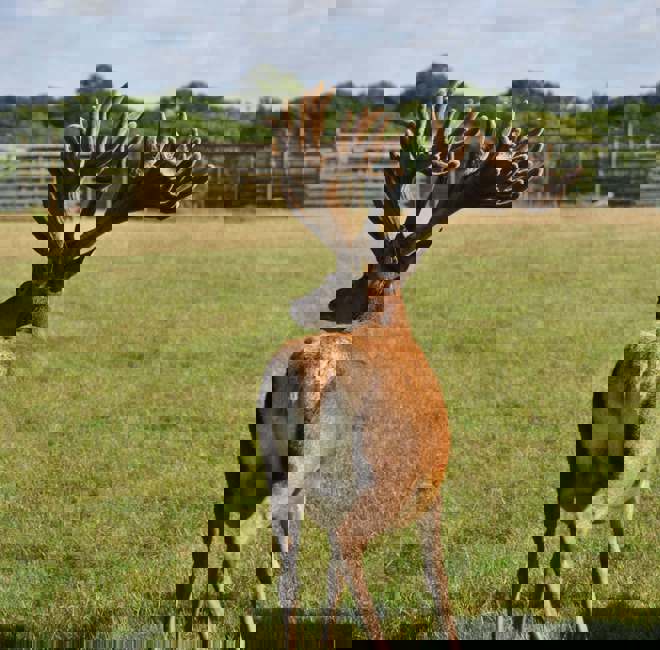 Image of alexander 2 copy