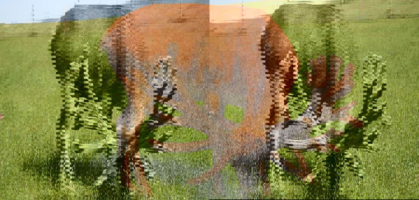 Image of 2019 clune age 5 (3) cropped