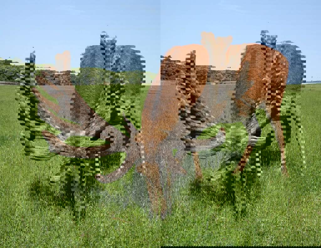 Image of 2019 clune age 5 (7)