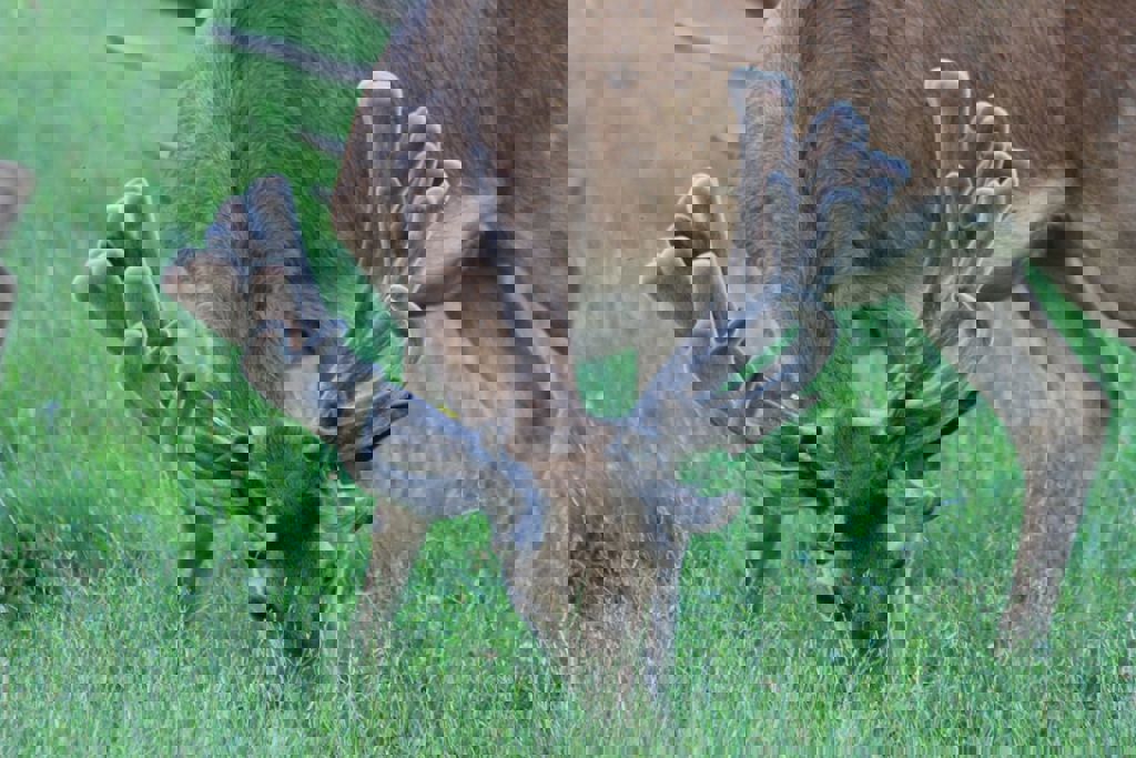 Image of clune age 2 2016