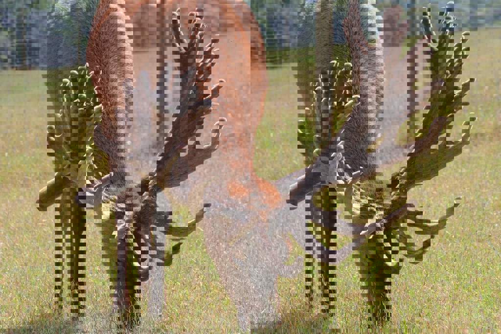 Image of clune age 3 2017
