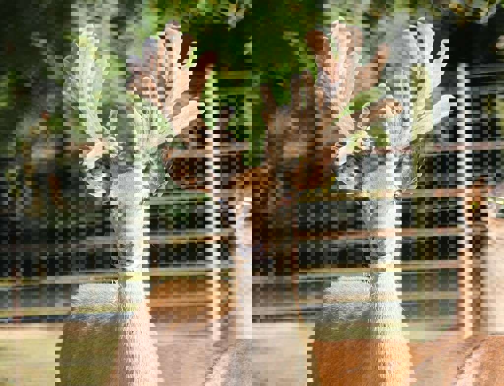 Image of monarch age 1 2017 cropped