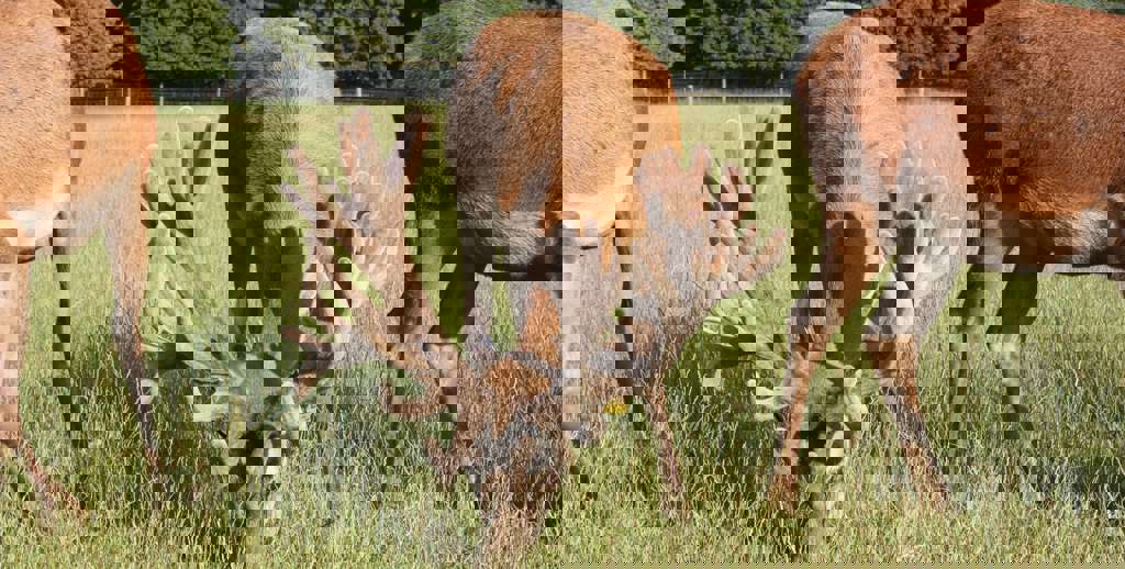 Image of monarch age 2 2019 cropped