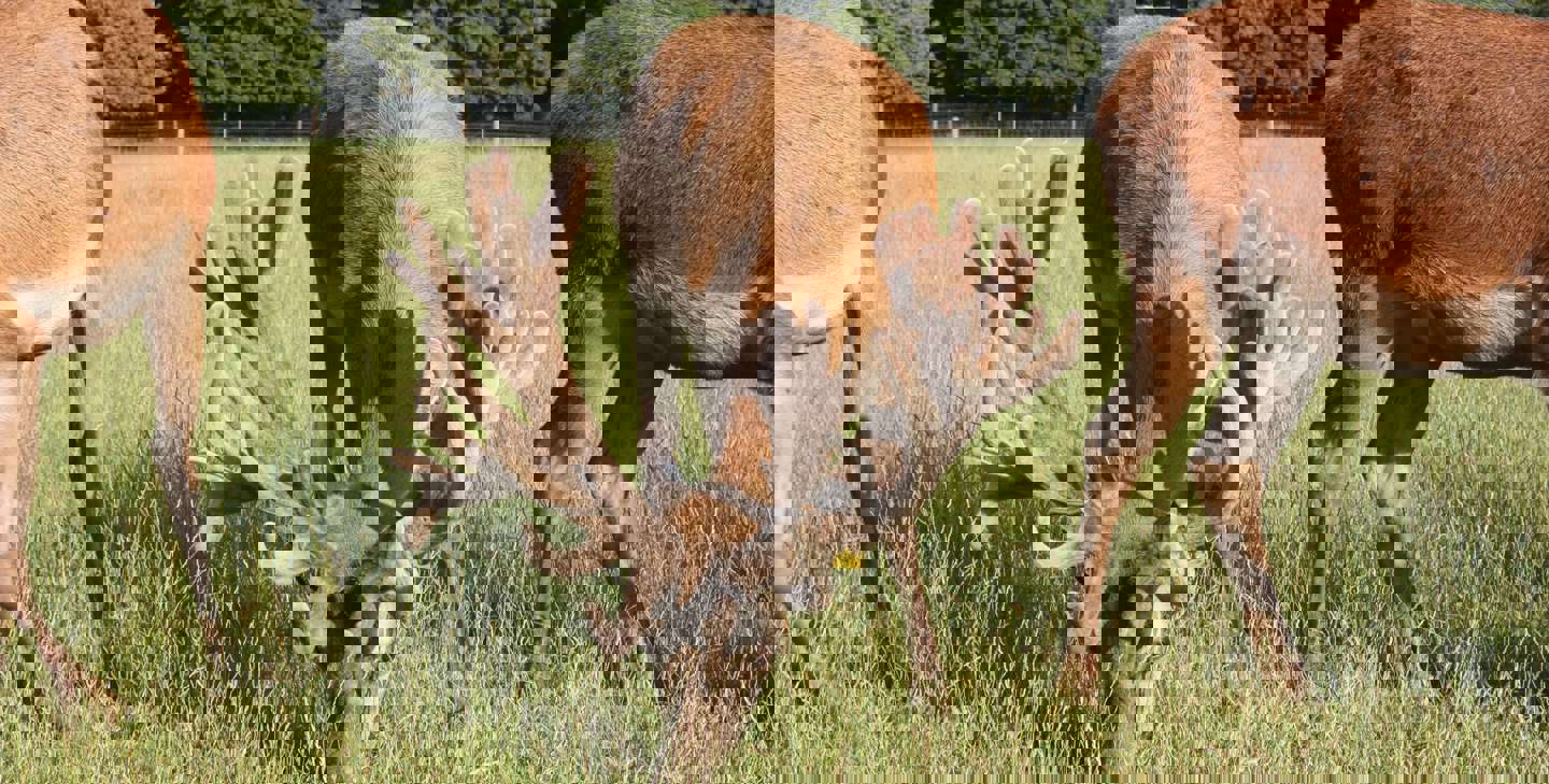 Image of monarch age 2 2019 cropped