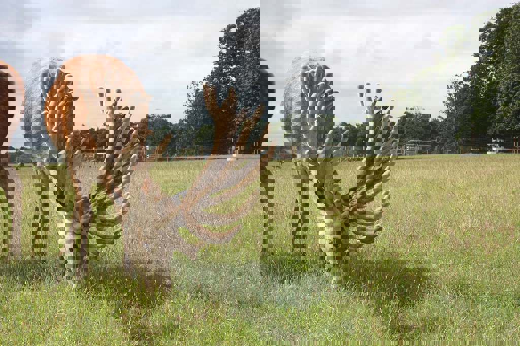 Image of monarch age 3 2020 1