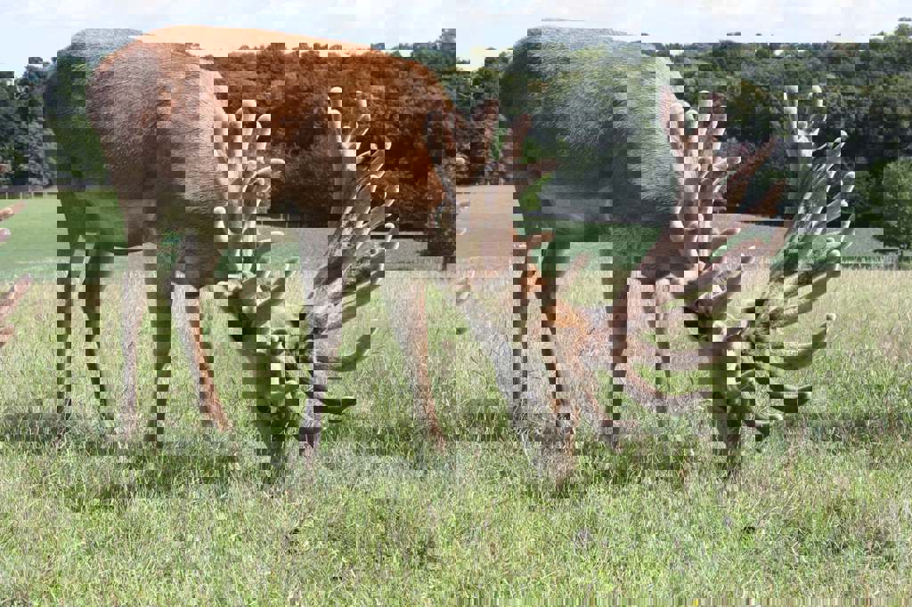 Image of monarch age 3 2020 2