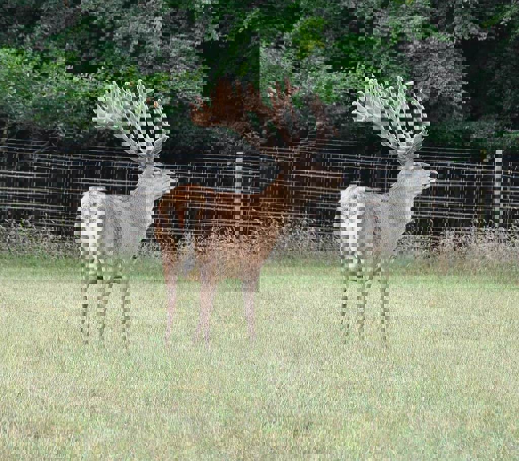 Image of farm stags 2017 254