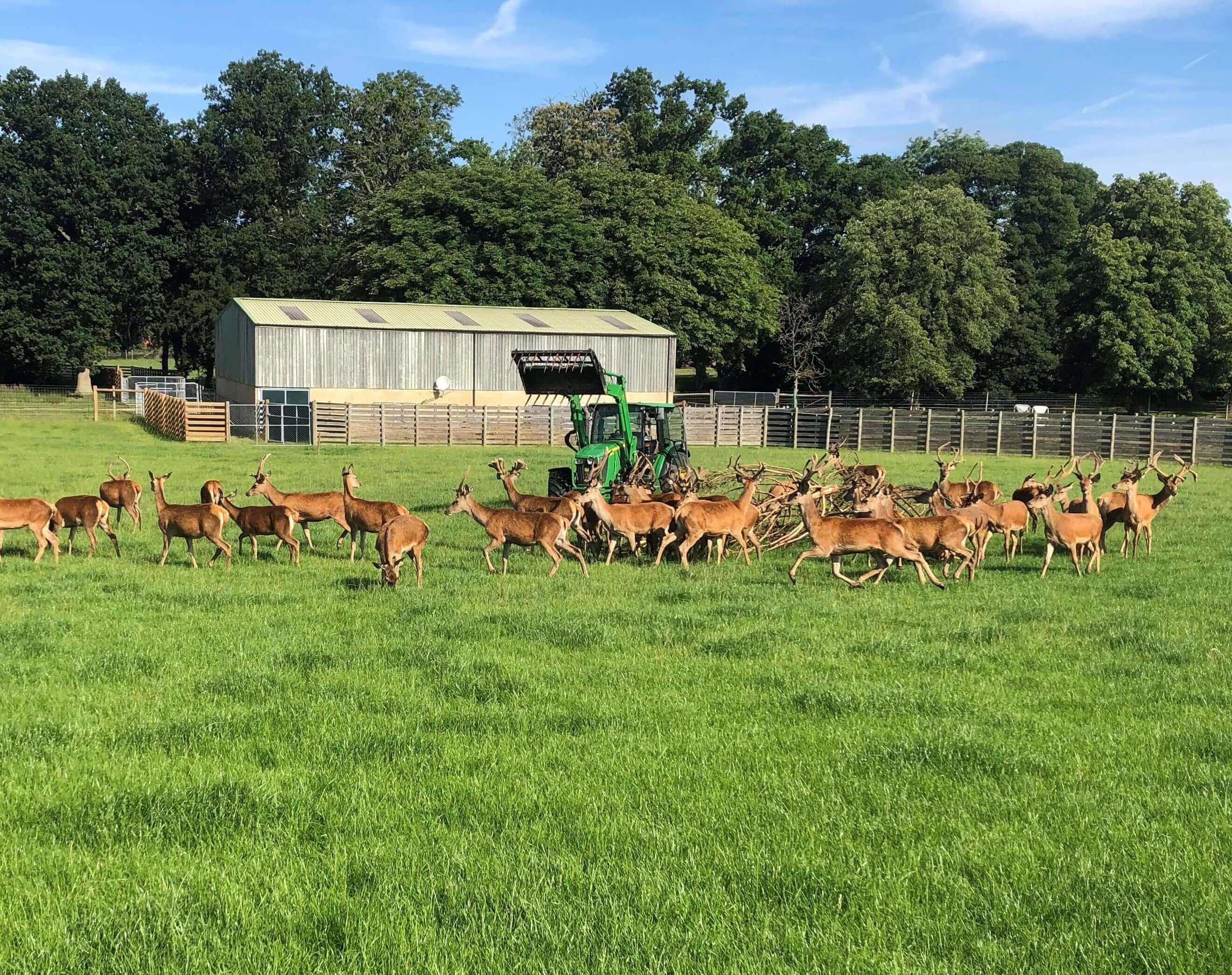 Image of giving brash to yearlings cropped