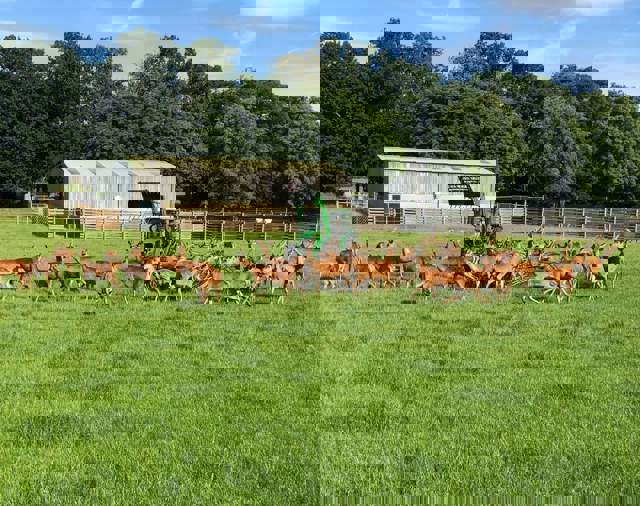 Image of giving brash to yearlings cropped