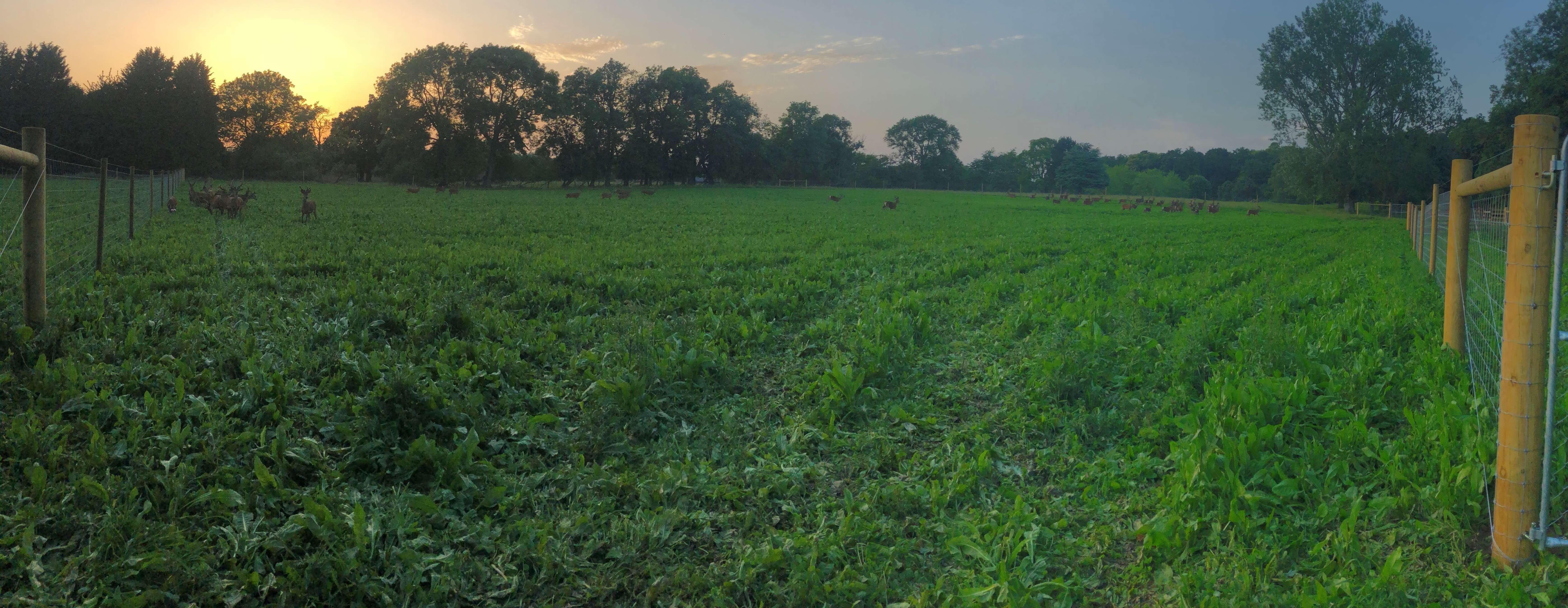 Image of new extension fencing cropped