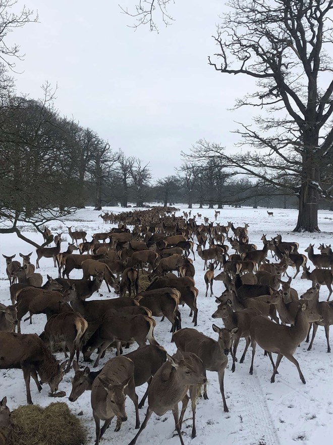 Image of winter feeding hinds