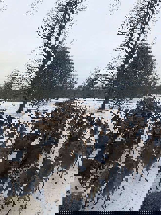 Image of winter feeding hinds