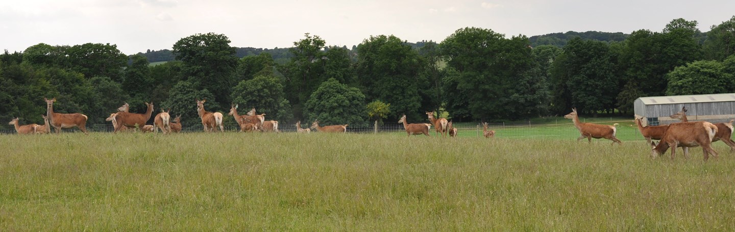Image of hinds and calves banner
