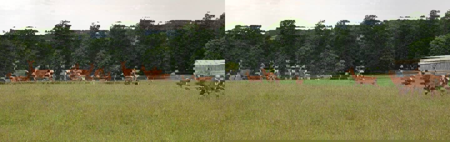 Image of hinds and calves banner