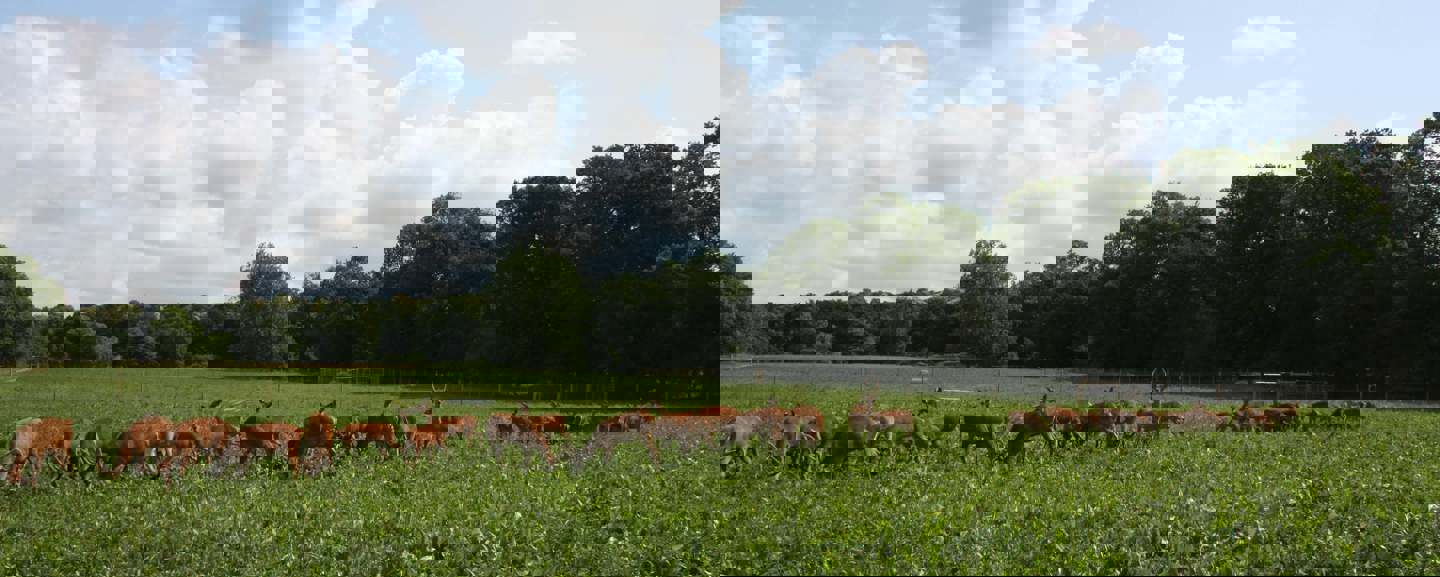 Image of yearlings on crop banner